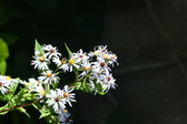 Enlarge photo 339