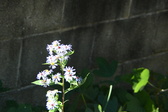 Enlarge photo 340