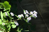 Enlarge photo 341