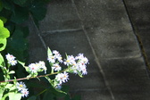 Enlarge photo 342