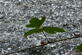 Enlarge photo 316