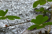 Enlarge photo 315