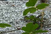 Enlarge photo 314