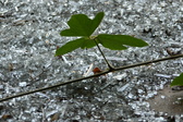 Enlarge photo 313