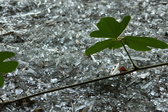Enlarge photo 312