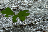 Enlarge photo 311
