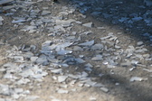 Enlarge photo 307