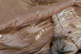 Enlarge photo 302