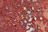 Enlarge photo 290