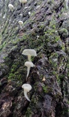 Enlarge photo 49