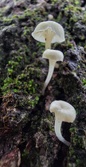 Enlarge photo 45