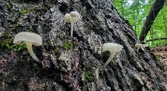 Enlarge photo 46