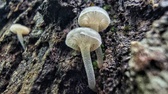 Enlarge photo 47