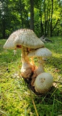 Enlarge photo 51