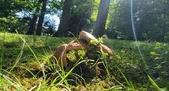 Enlarge photo 52