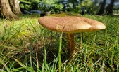 Enlarge photo 53