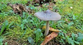 Enlarge photo 54