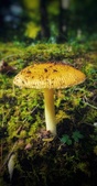 Enlarge photo 56