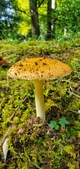 Enlarge photo 57