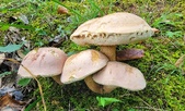 Enlarge photo 58