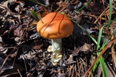 Enlarge photo 43