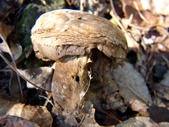 Enlarge photo 4