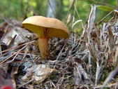 Enlarge photo 10