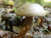 Enlarge photo 21