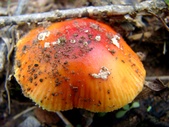 Enlarge photo 35