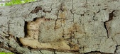 Enlarge photo 37