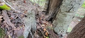 Enlarge photo 40