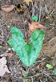 Enlarge photo 55