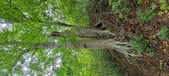 Enlarge photo 61