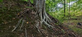 Enlarge photo 68