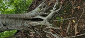 Enlarge photo 74