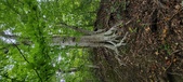 Enlarge photo 81