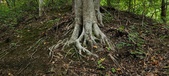 Enlarge photo 82
