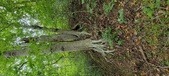 Enlarge photo 85
