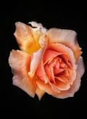 Enlarge photo 73