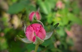 Enlarge photo 77