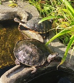 Enlarge photo 52