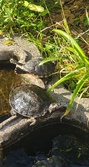 Enlarge photo 51