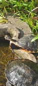 Enlarge photo 50
