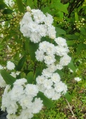 Enlarge photo 33