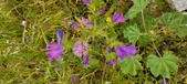 Enlarge photo 64