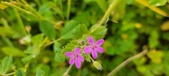 Enlarge photo 74