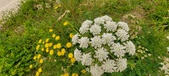 Enlarge photo 79