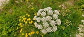 Enlarge photo 81
