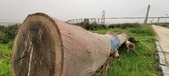 Enlarge photo 90