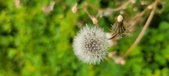 Enlarge photo 103